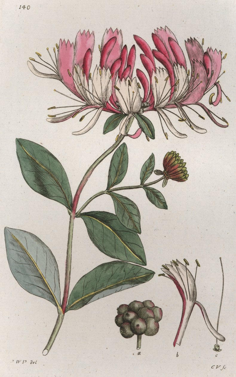Honeysuckle Lonicera periclymenum, 1804-1811 af Johan Wilhelm Palmstruch