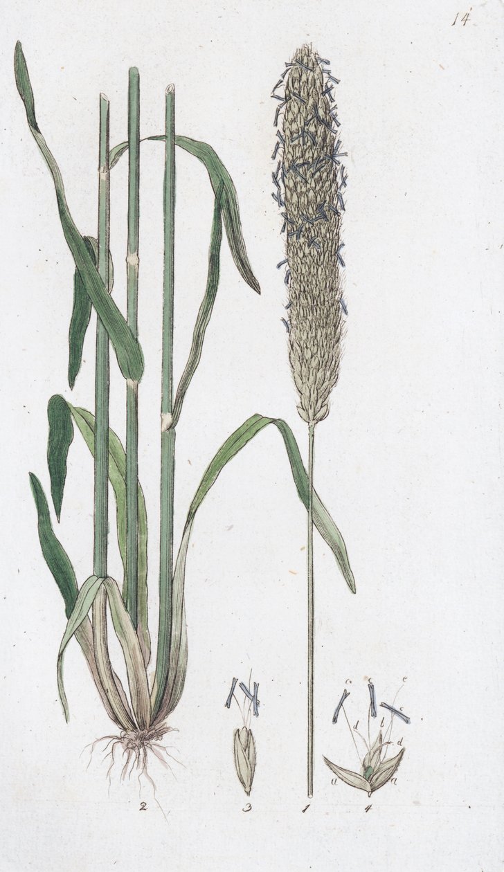 Engrævehale Alopecurus pratensis, 1804-1811 af Johan Wilhelm Palmstruch