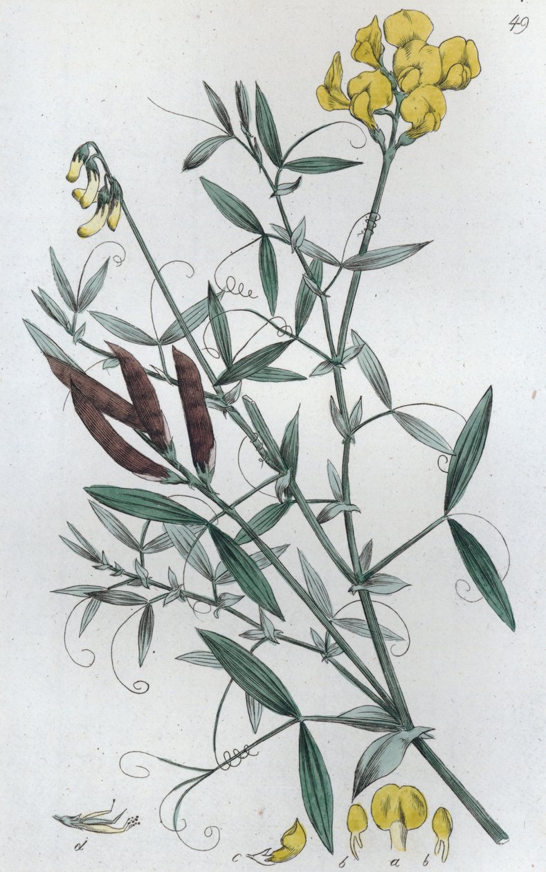 Engvikling Lathyrus pratensis, 1804-1811 af Johan Wilhelm Palmstruch