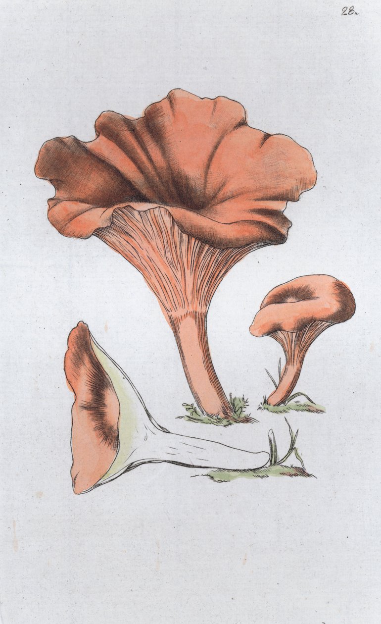 Merulius cantharellus, 1804-1811 af Johan Wilhelm Palmstruch