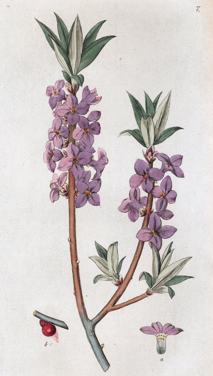 Mezereon Daphne mezereum, 1804-1811 af Johan Wilhelm Palmstruch