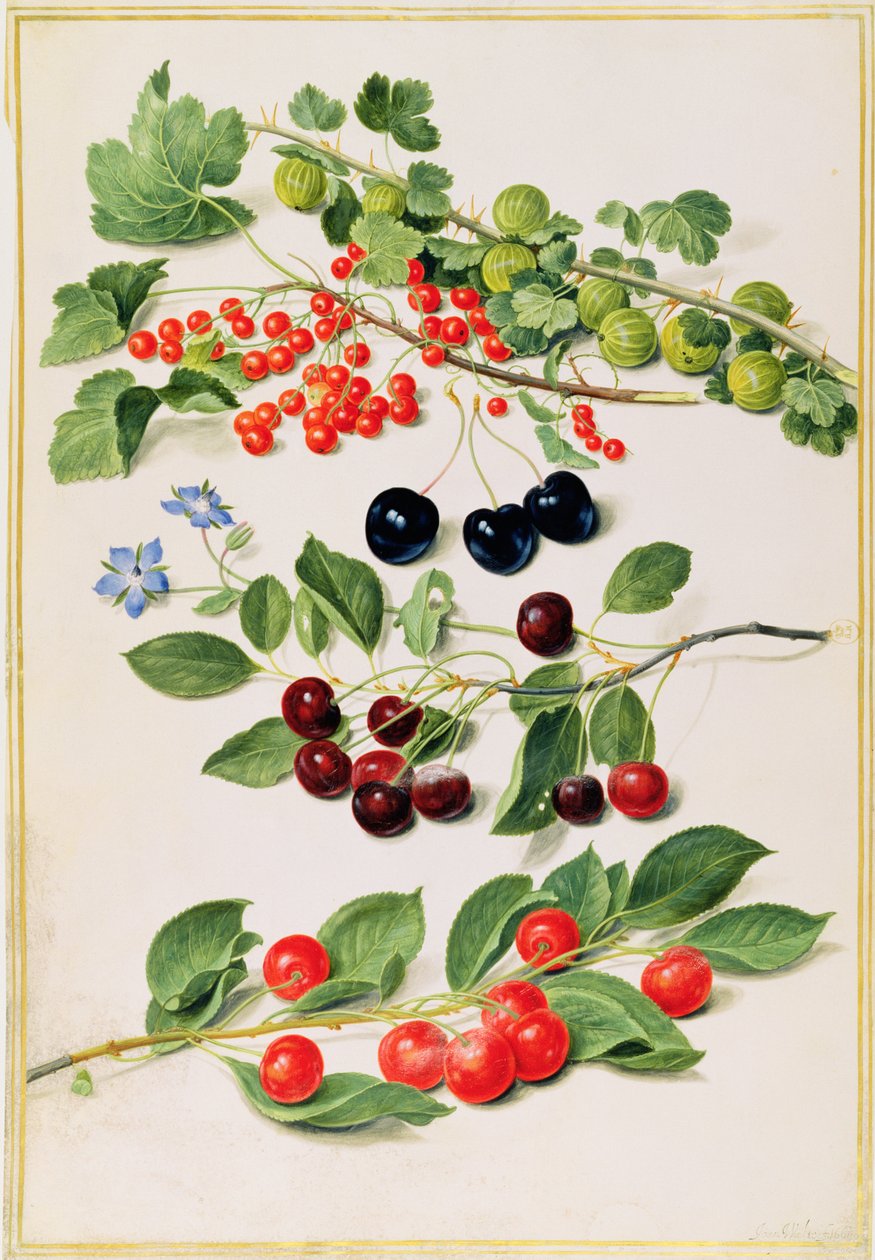 Stikkelsbær, kirsebær og ribs, 1661 af Johann Jakob Walther