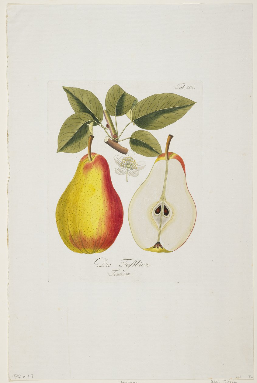 Die Fassbirn fra "Pomona Austriaca, ou Arbres Fruitiers D