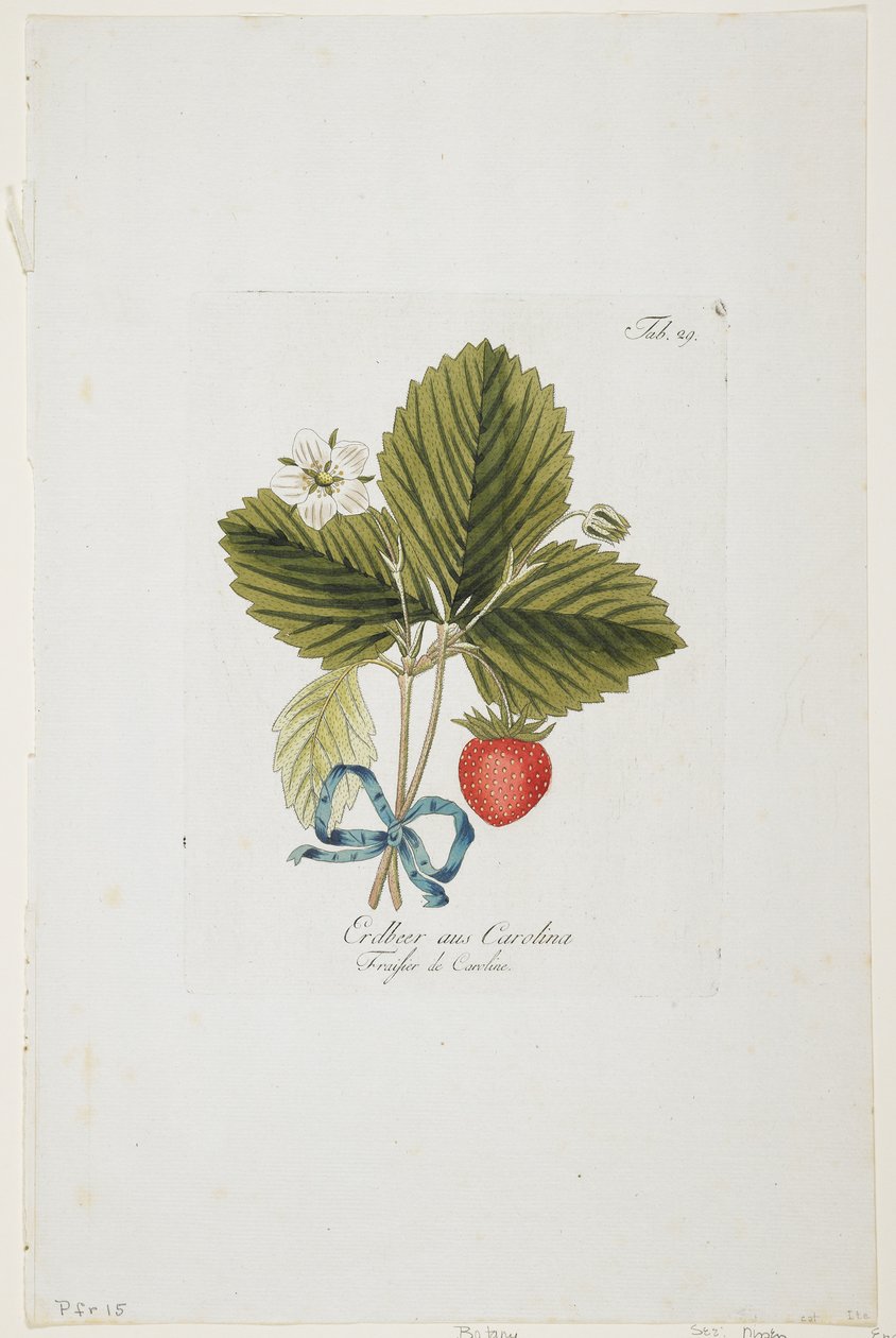 Erdbeer aus Carolina fra "Pomona Austriaca, ou Arbres Fruitiers D