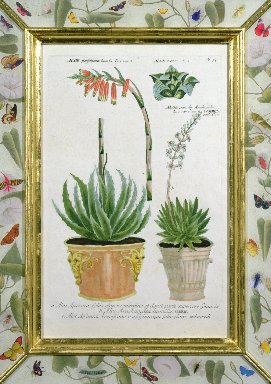 Aloe, ca. 1740 (håndfarvet gravering) af Johann Wilhelm Weinman