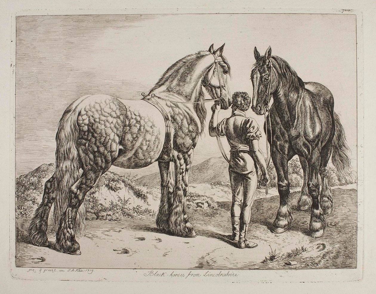 Sorte heste fra Lincolnshire af Johann Adam Klein