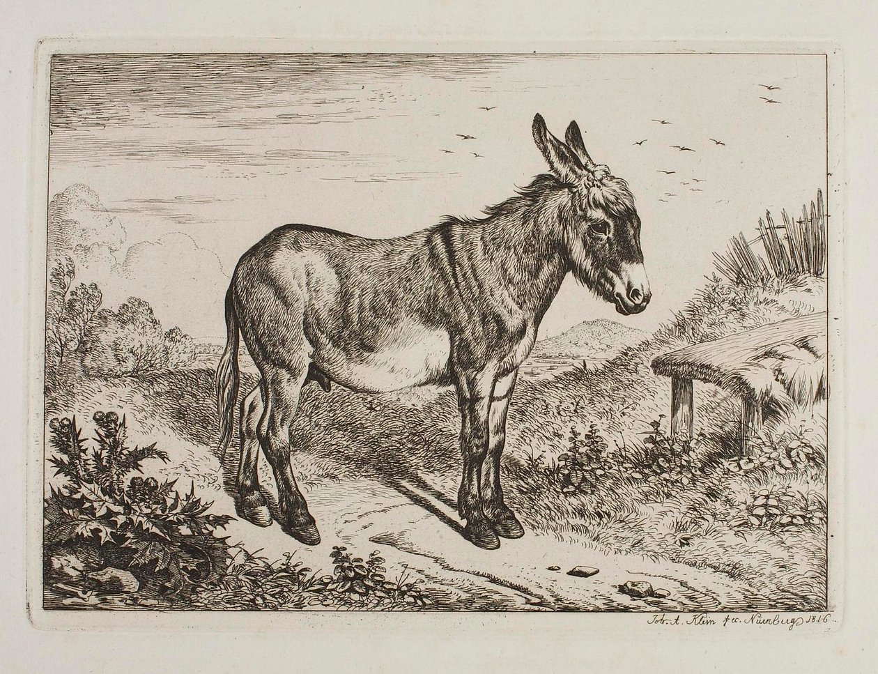 Æsel af Johann Adam Klein