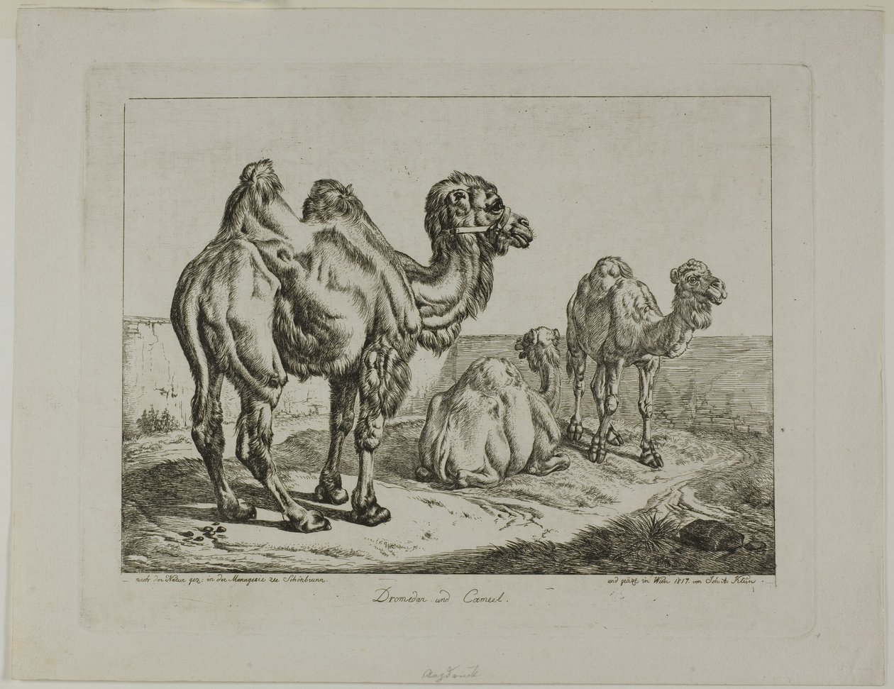 Dromedar og kamel af Johann Adam Klein