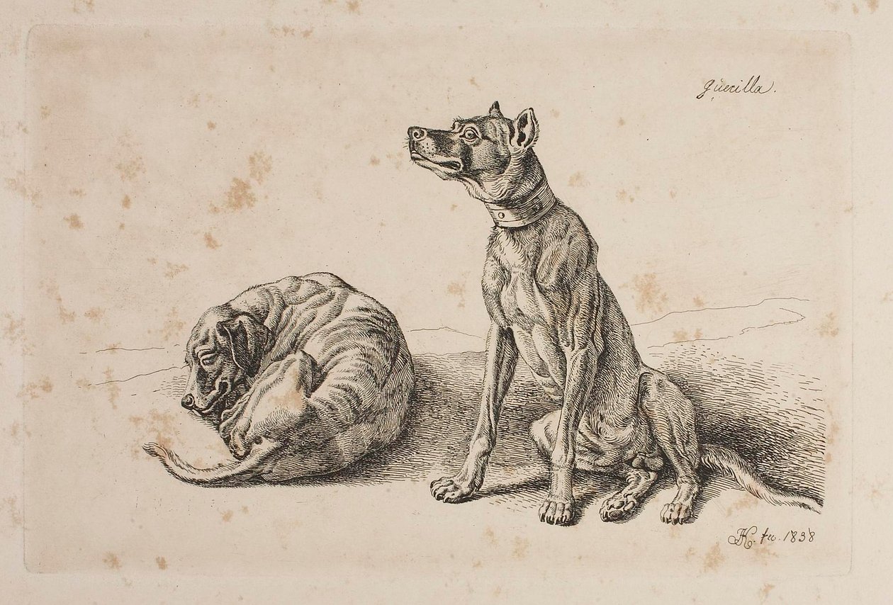 Guerilla, to hunde af Johann Adam Klein