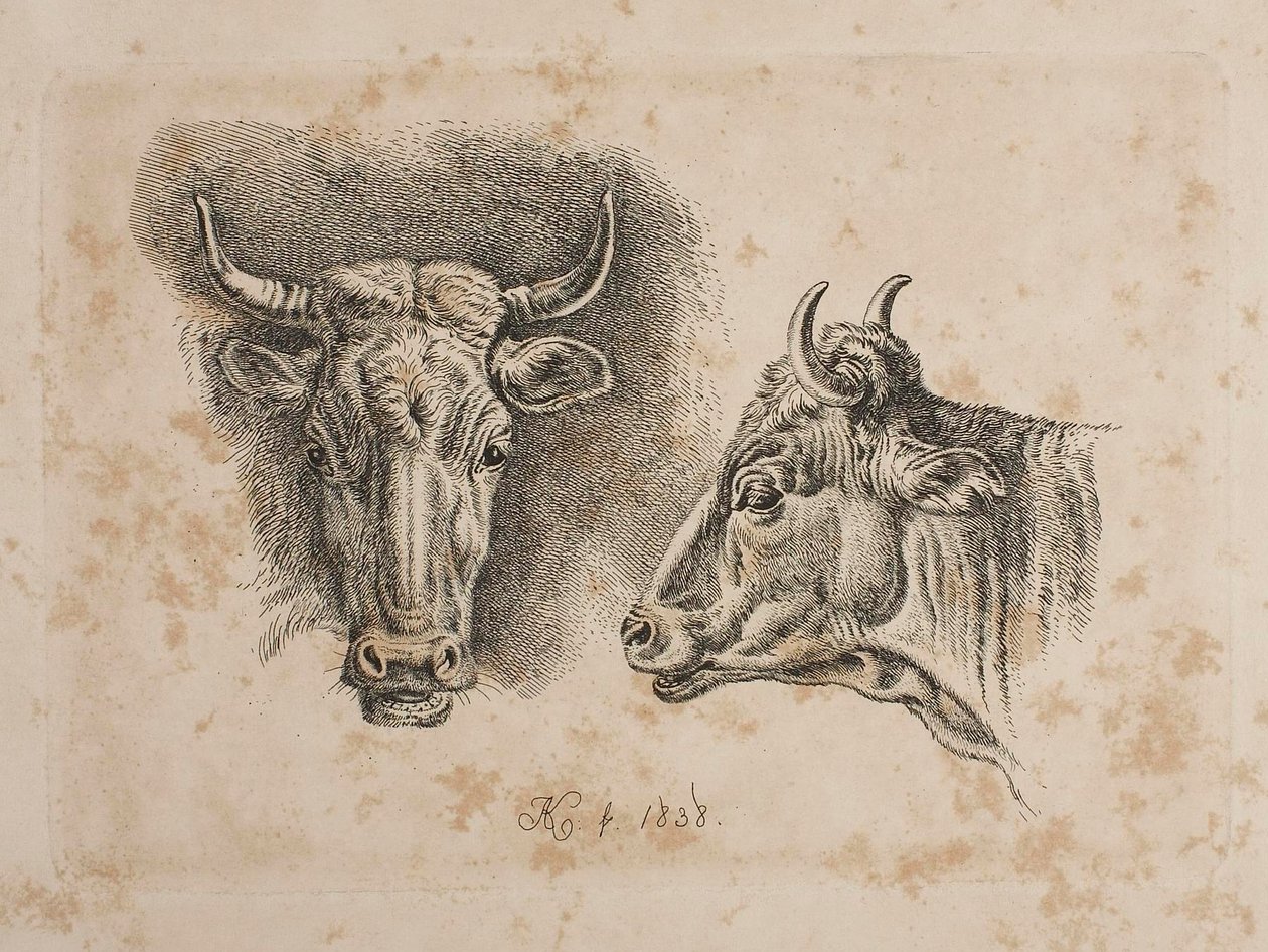To ko-hoveder af Johann Adam Klein