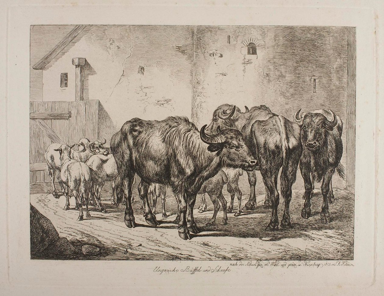 Ungarske bøfler og får af Johann Adam Klein