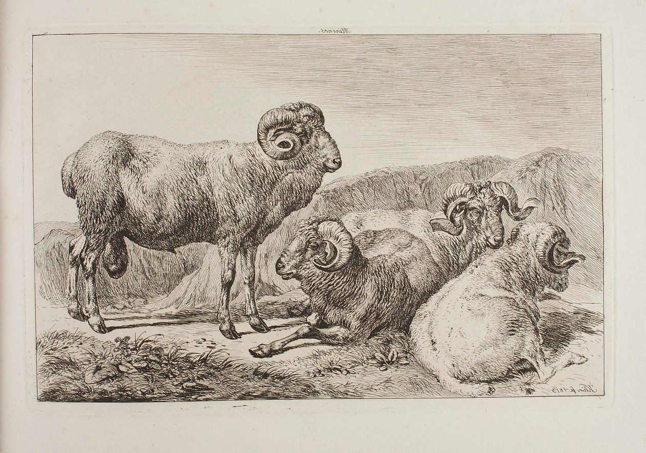 Merinovæddere af Johann Adam Klein