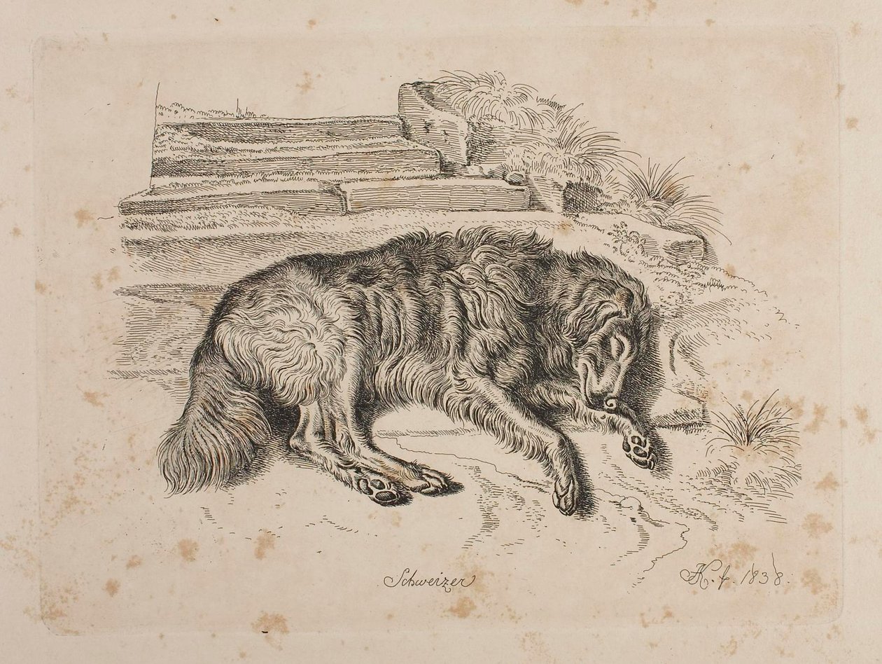 Schweizer, en hund af Johann Adam Klein