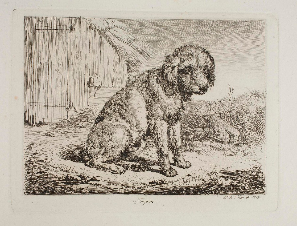 Pudlen Fripon af Johann Adam Klein