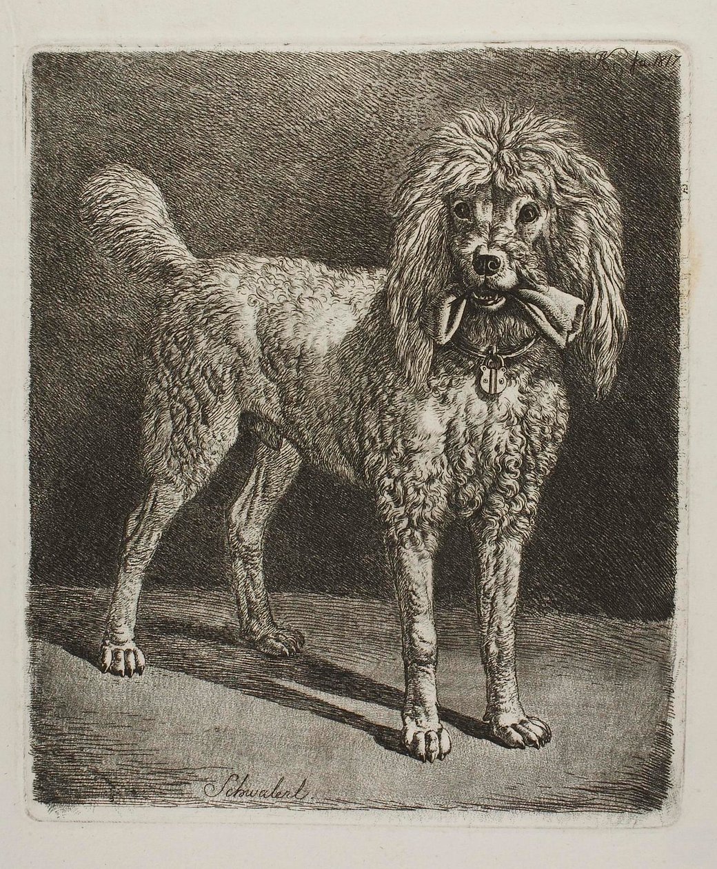 Pudlen Schwalerl af Johann Adam Klein
