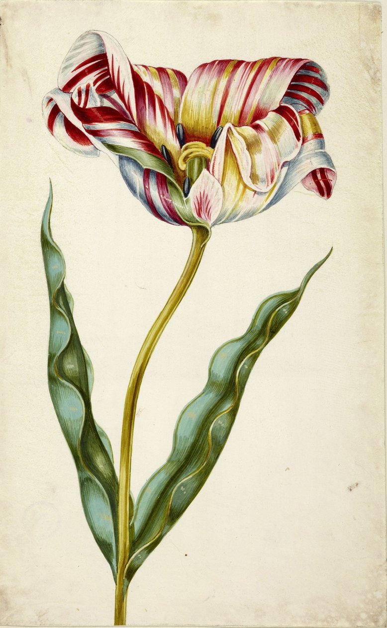 Tulipan, ca. 1660. af Johann Bartholomäus Braun