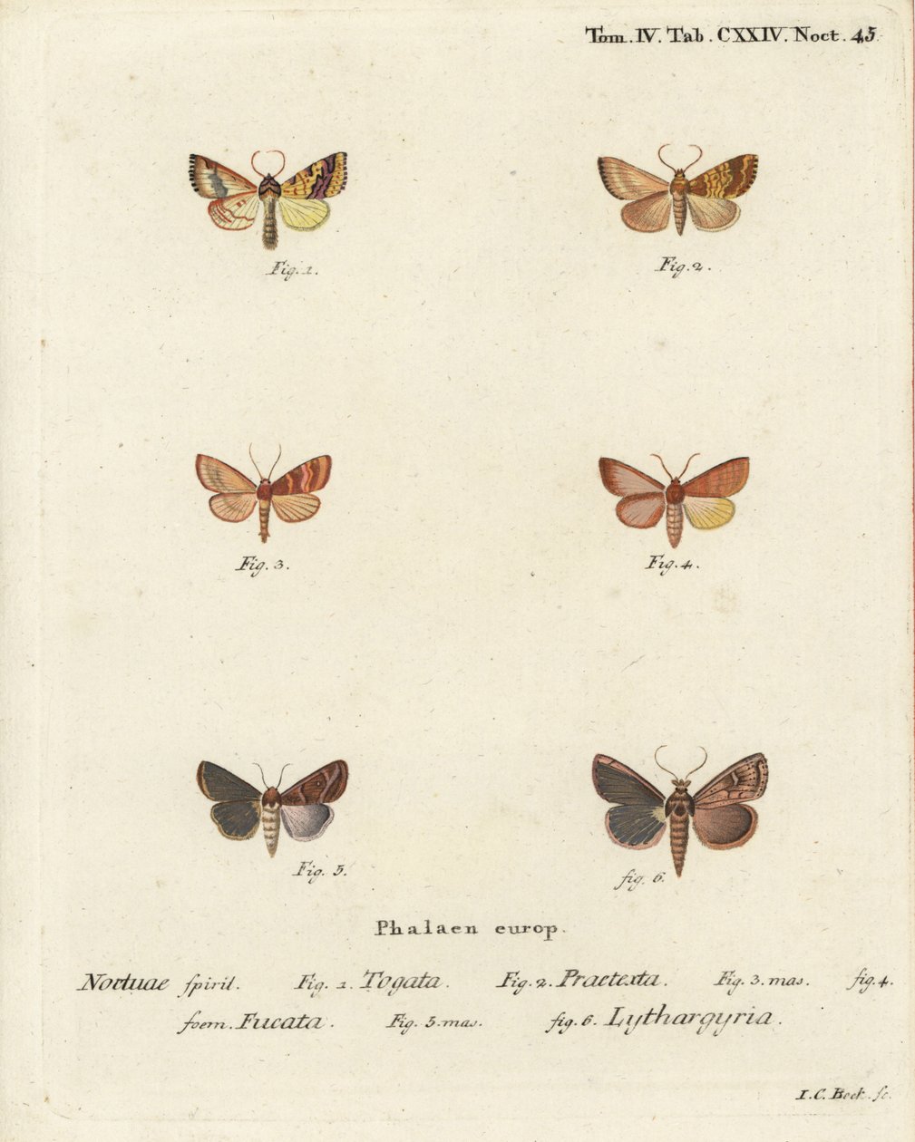 Sprosseseg, Tileacea aurago 1-4, og lermøl, Mythimna ferrago 5.6. Håndkoloreret kobberstik af Johann Carl Bock efter Eugenius Johann Christoph Espers Sommerfuglene i billeder fra naturen, Erlangen af Johann Carl Bock