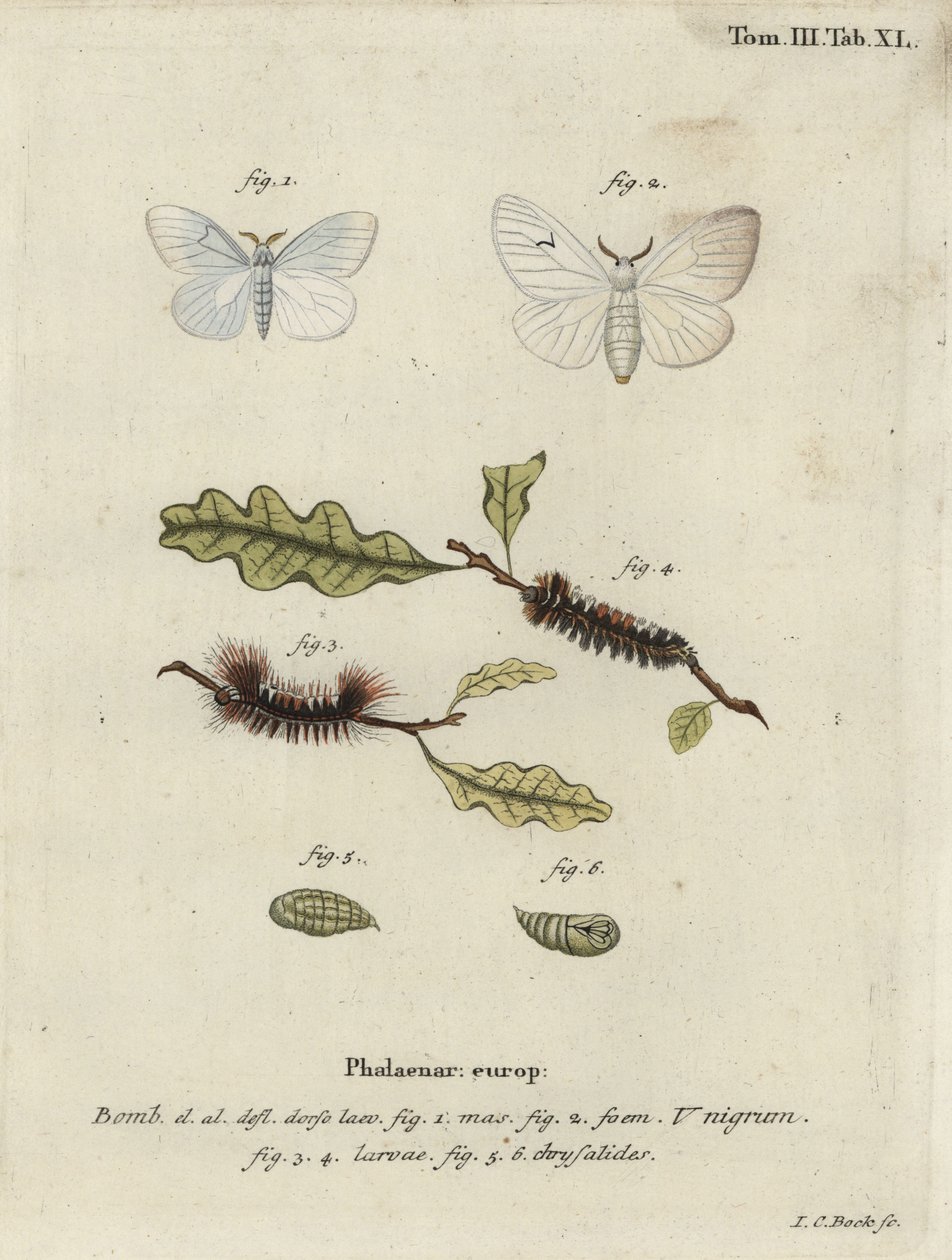 Sort V møl, Arctornis l-nigrum. af Johann Carl Bock