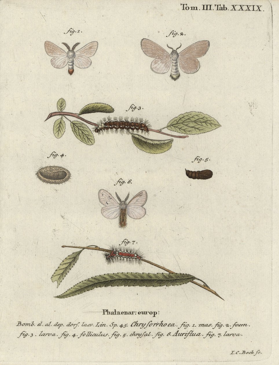 Brunhalemøl, Euproctis chrysorrhoea. af Johann Carl Bock