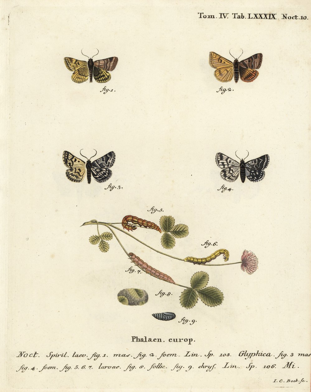 Brændt følgesvend, Euclidia glyphica 1,2, og Mother Shipton-møl, Euclidia mi, 3-9. Håndkoloreret kobberstik af Johann Carl Bock efter Eugenius Johann Christoph Espers Sommerfuglene i illustrationer fra naturen, Erlangen af Johann Carl Bock