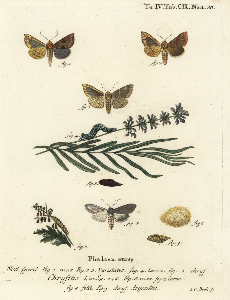 Møl af poleret messing, Diachrysia chrysitis 1-5, og grøn sølvfarvet haj, Cucullia argentea 6-9. Håndkoloreret kobberstik af Johann Carl Bock efter Eugenius Johann Christoph Espers Sommerfuglene i illustrationer fra naturen, Erlange af Johann Carl Bock