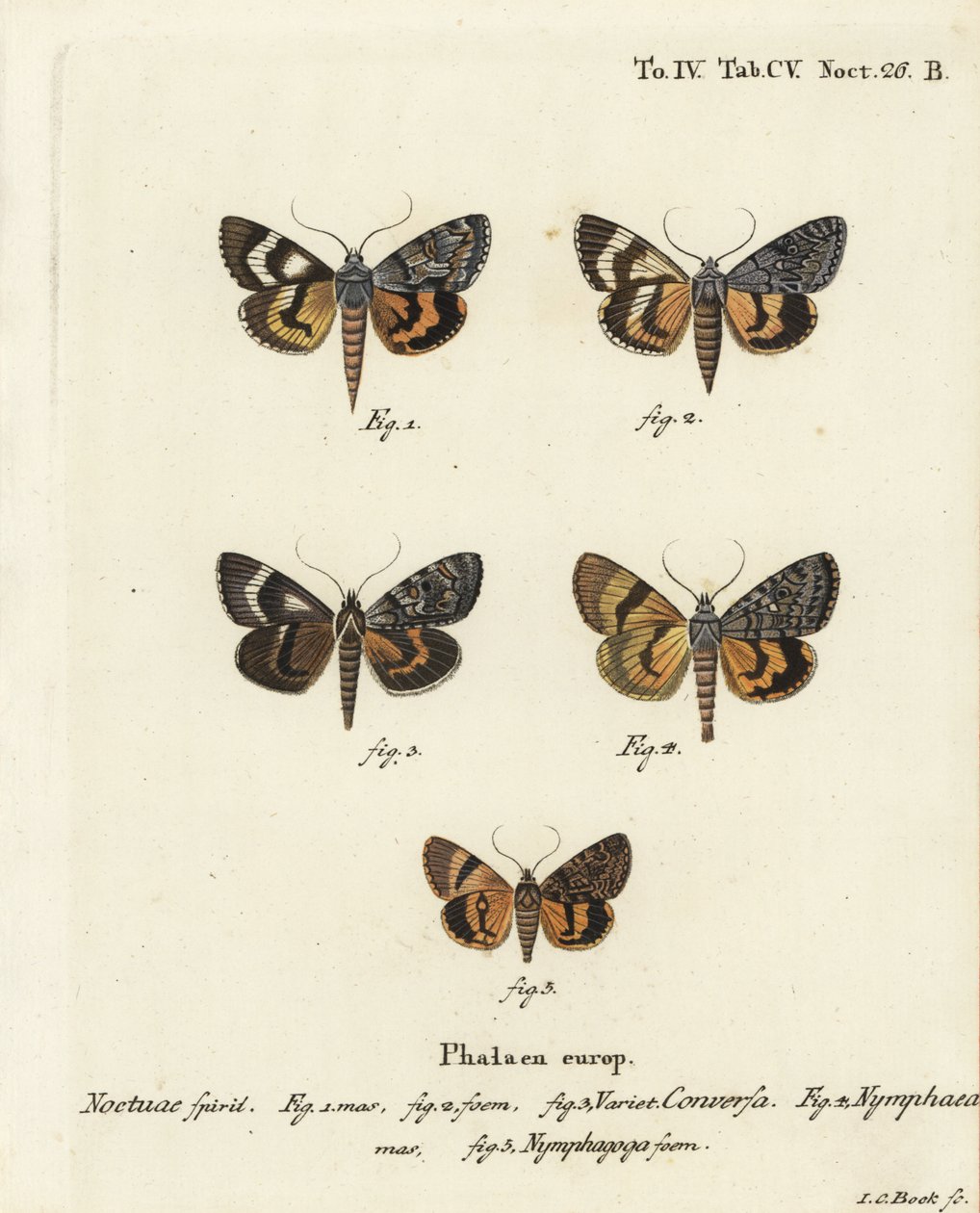 Catocala conversa 1-3, Catocala nymphaea 4, og egegul undervinge, Catocala nymphagoga 5. Håndkoloreret kobberstik af Johann Carl Bock efter Eugenius Johann Christoph Espers Sommerfuglene i illustrationer efter naturen, Erlangen af Johann Carl Bock