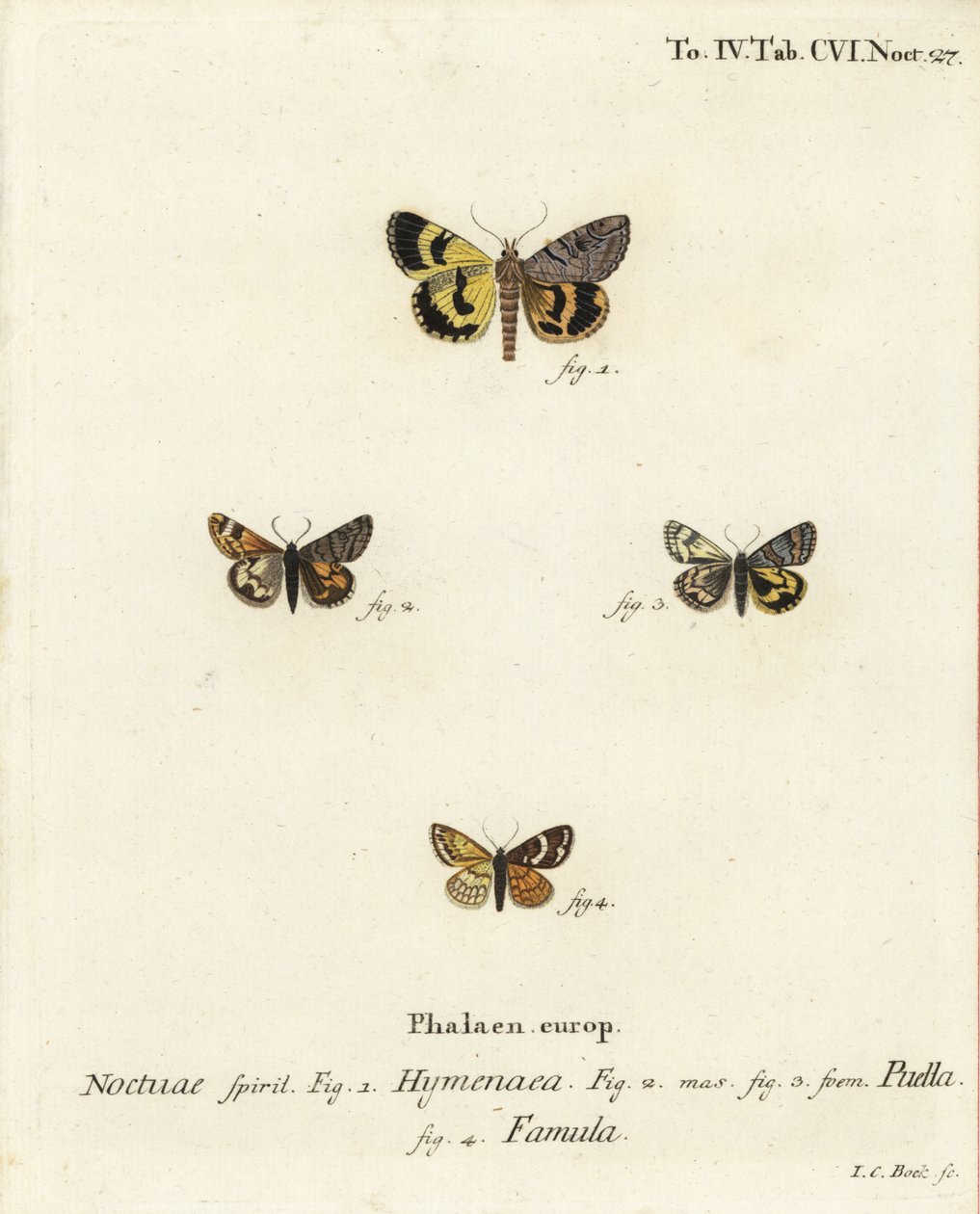 Catocala hymenaea 1, Amerila puella 2,3 og Isturgia famula møl 4. Håndkoloreret kobberstik af Johann Carl Bock efter Eugenius Johann Christoph Esper