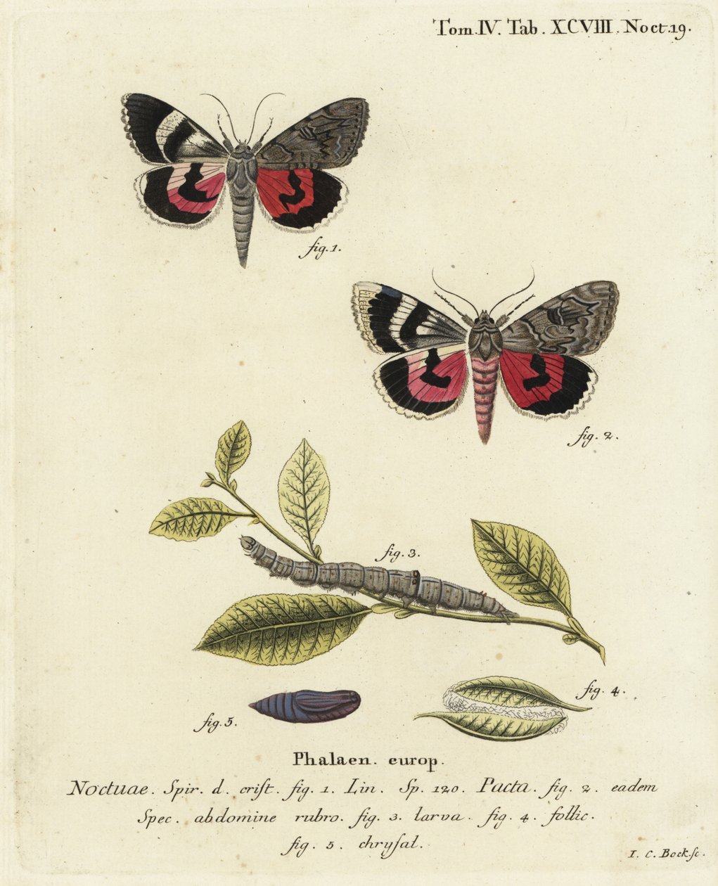 Catocala pacta møl. Håndkoloreret kobberstik af Johann Carl Bock efter Eugenius Johann Christoph Espers Sommerfuglene i illustrationer fra naturen, Erlangen af Johann Carl Bock