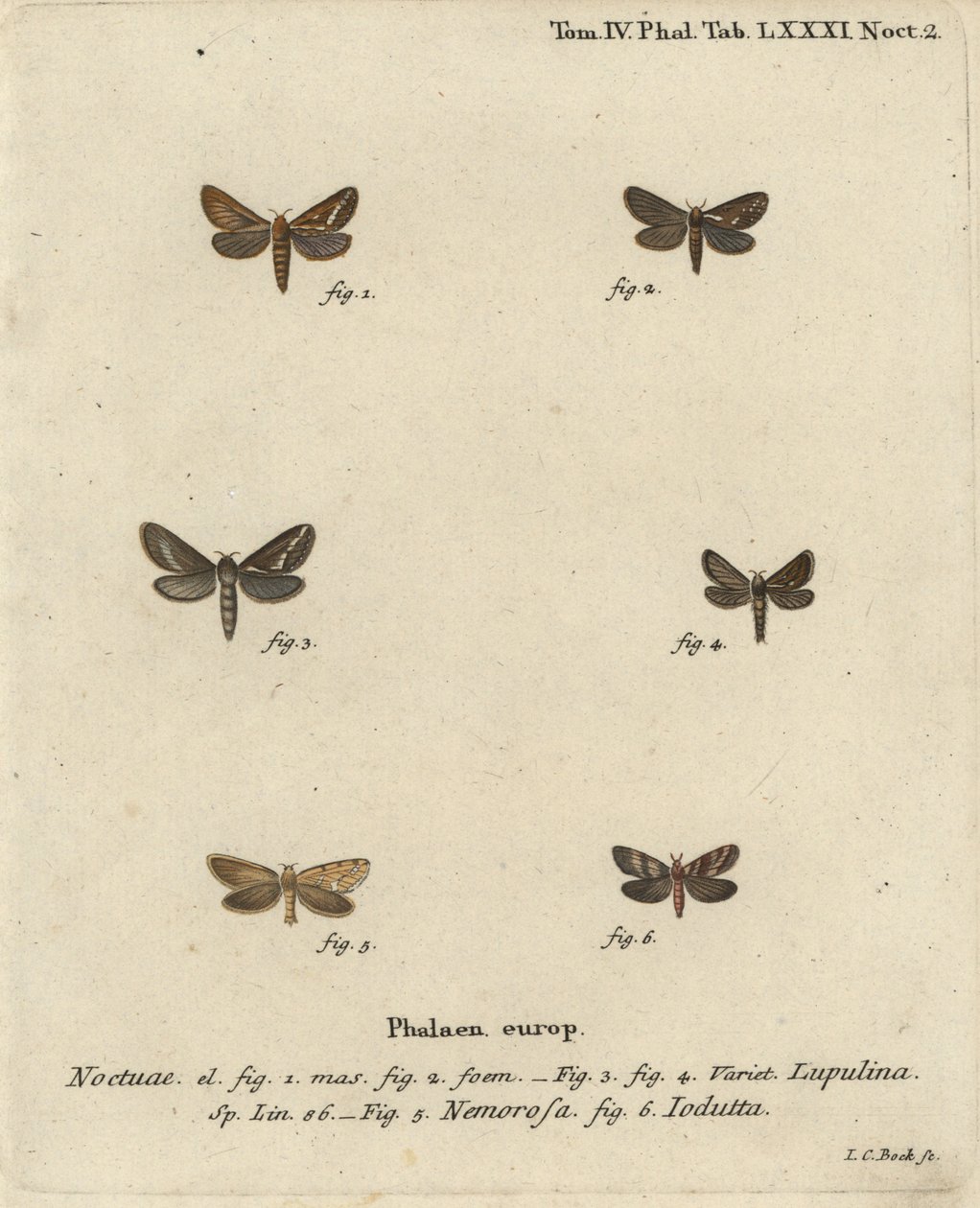 Almindelig hasselmøl, Korscheltellus lupulina 1-4, guldmyg, Phymatopus hekta 5 og Pharmacis carna 6. Håndkoloreret kobberstik af Johann Carl Bock efter Eugenius Johann Christoph Espers Sommerfuglene i naturbilleder, Erlangen af Johann Carl Bock