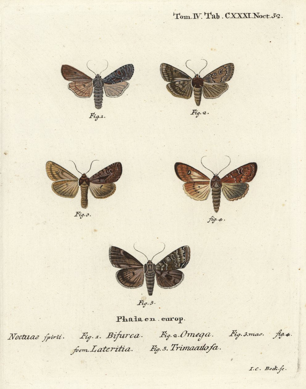 Konformist, Lithophane furcifera 1, dobbelt pil, Graphiphora augur 2, sparsomt brindle, Apamea lateritia 3,4, og sølvbue, Polia hepatica 5. af Johann Carl Bock