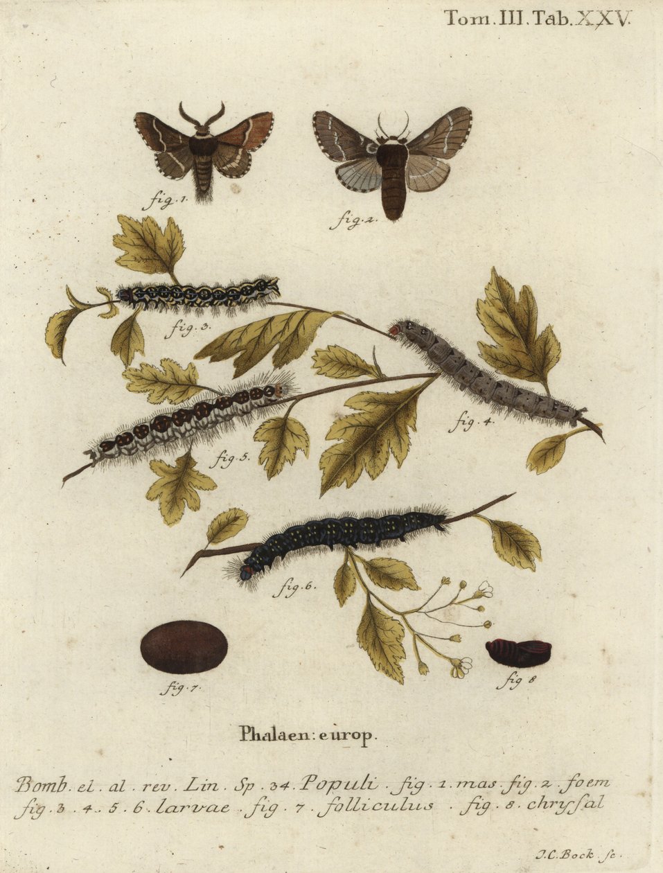 Decembermøl, Poecilocampa populi. af Johann Carl Bock