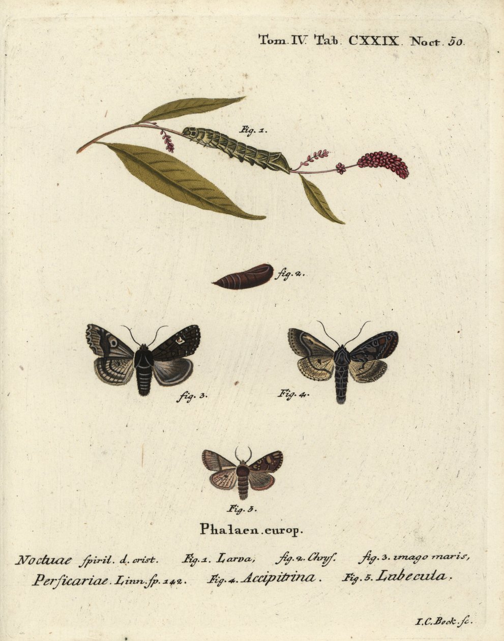 Dot, Melanchra persicariae 1-4 og Dryobota labecula 5. Håndfarvet kobberstik af Johann Carl Bock efter Eugenius Johann Christoph Espers Sommerfuglene i billeder fra naturen, Erlangen af Johann Carl Bock