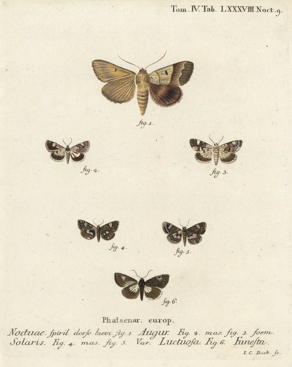 Dobbeltpil eller spåmand, Graphiphora augur 1, bleg skulder, Acontia lucida 2.3, firplettet møl, Tyta luctuosa 4.5 og druidmøl, Aedia funesta 6. Håndfarvet kobberstik af Johann Carl Bock efter Eugenius Johann Christoph Espers Die Sch af Johann Carl Bock