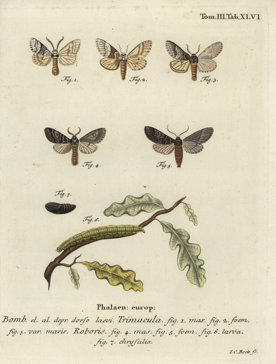 Drymonia dodonaea møl. af Johann Carl Bock