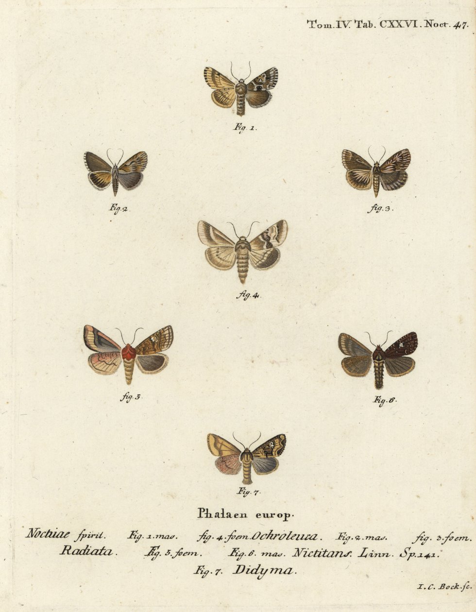 Dusky sallow, Eremobia ochroleuca 1,4, Cynaeda dentalis 2,3, øremøl, Amphipoea oculea 5,6, og almindelig rustik, Mesapamea secalis 7. Håndkoloreret kobberstik af Johann Carl Bock efter Eugenius Johann Christoph Esper i Abbild Schmetterlinge af Johann Carl Bock
