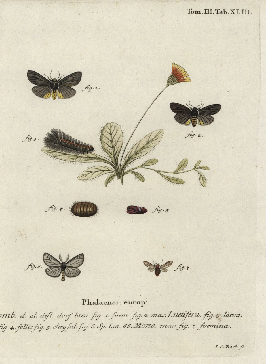 Epatolmis caesarea og Penthophera morio møl. af Johann Carl Bock