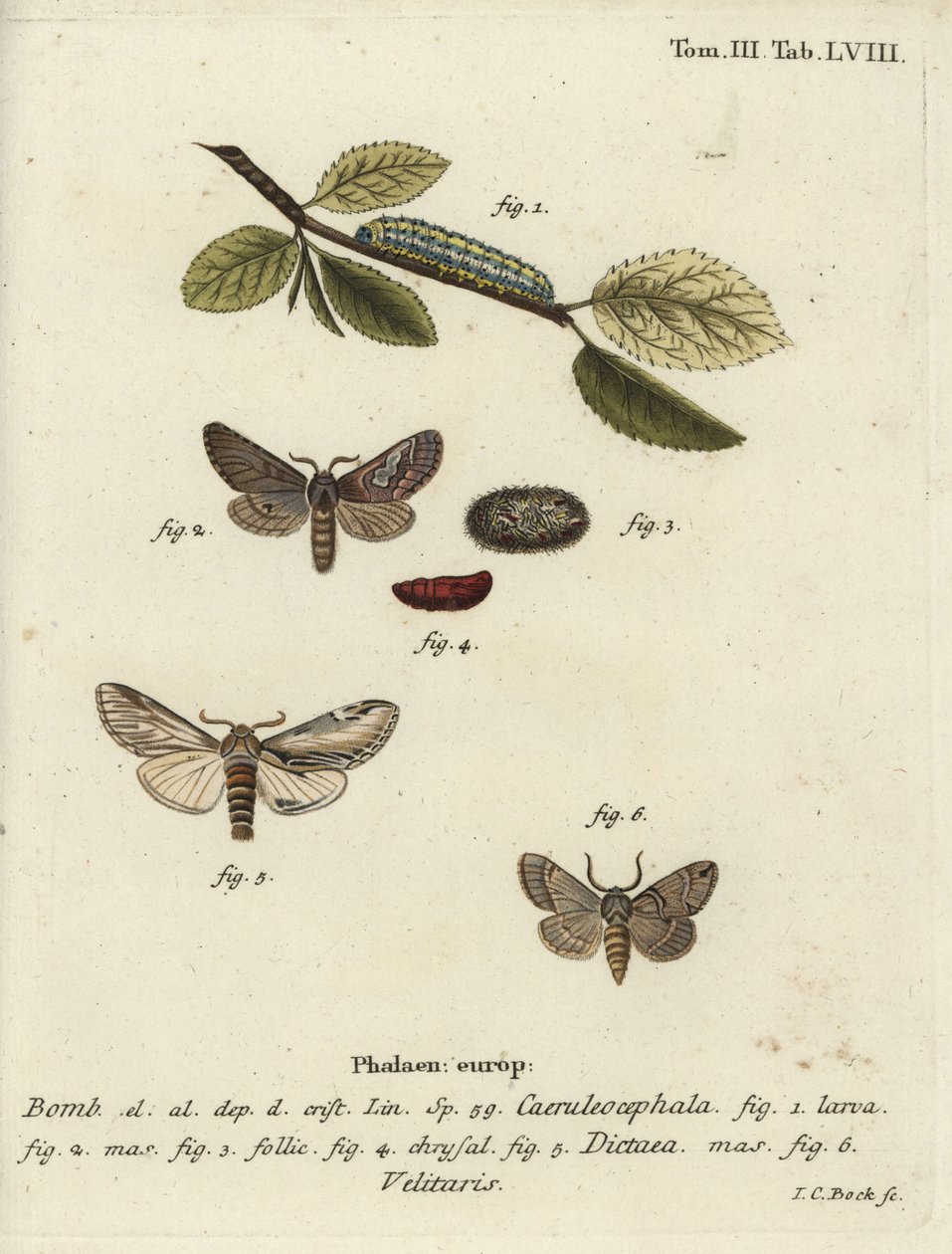 ottefigur, synke fremtrædende og Drymonia velitaris møl. af Johann Carl Bock