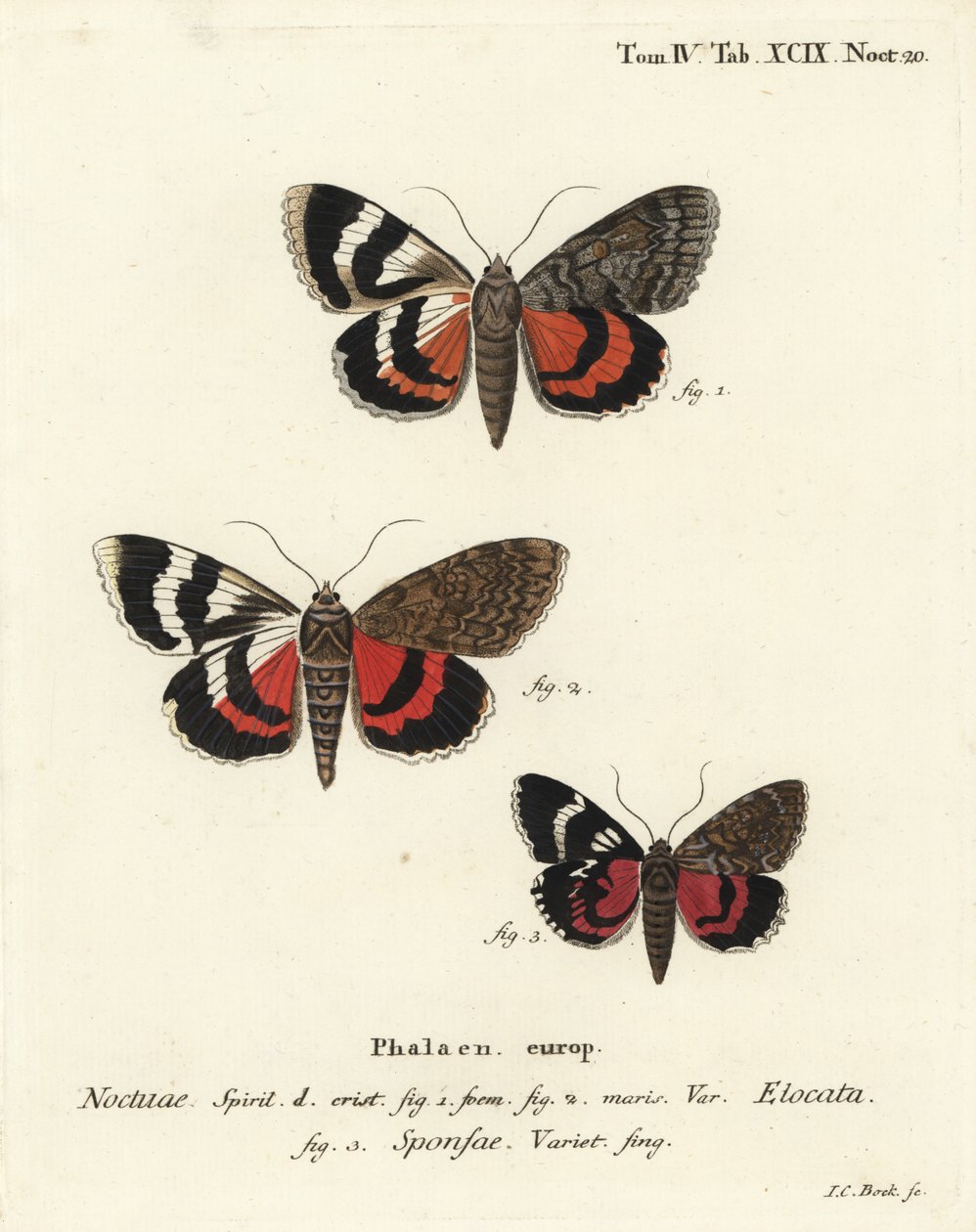 Fransk rød undervinge, Catocala elocata 1,2, og mørk crimson undervinge, Catocala sponsa 3. Håndfarvet kobberstik af Johann Carl Bock efter Eugenius Johann Christoph Espers Sommerfuglene i illustrationer efter naturen, Erlangen af Johann Carl Bock