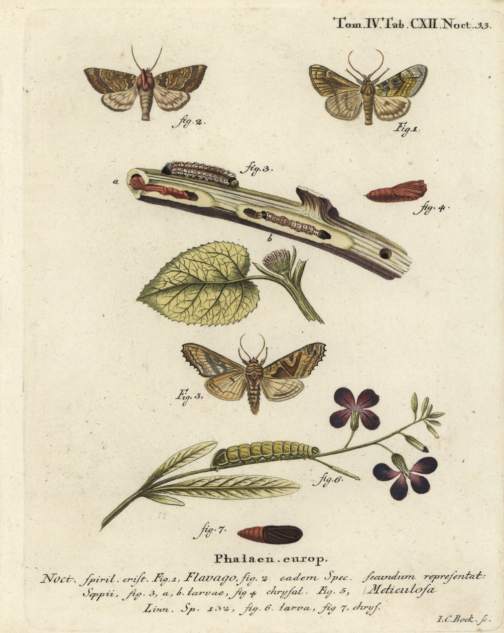 Frosted orange møl, Gortyna flavago 1,2, og vinkelskygge, Phlogophora meticulosa 3-7 . Håndkoloreret kobberstik af Johann Carl Bock efter Eugenius Johann Christoph Esper