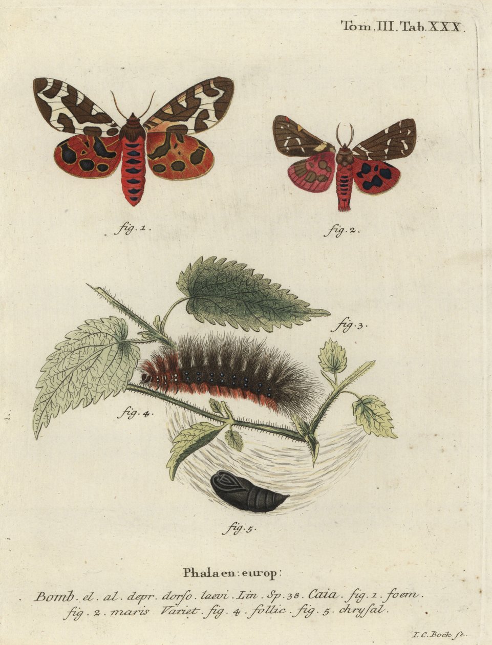 Havetigermøl eller stortigermøl, Arctia caja. af Johann Carl Bock
