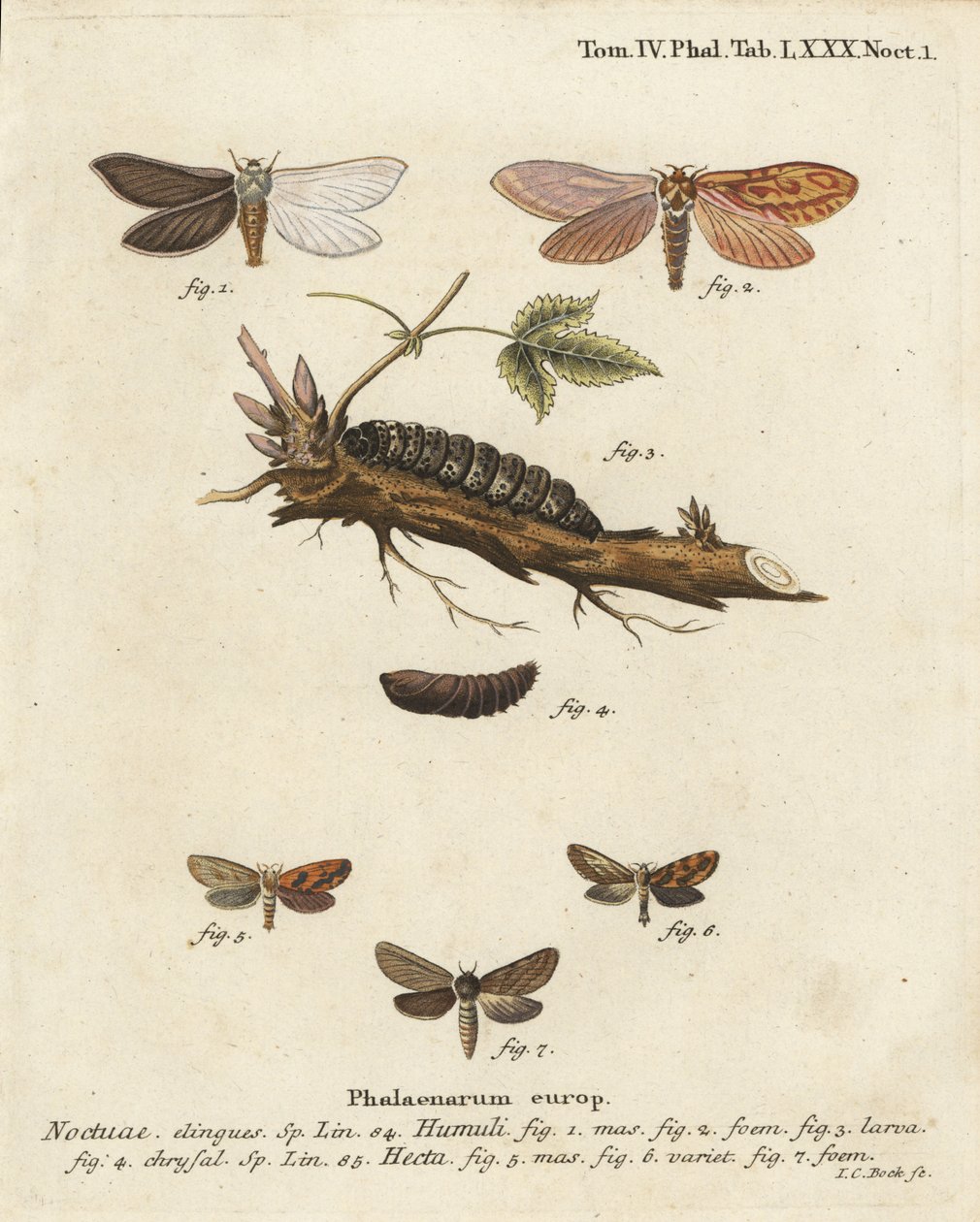 Spøgelsesmøl, Hepialus humuli 1-4, og guldsvin, Phymatopus hekta 5-7. Håndkoloreret kobberstik af Johann Carl Bock efter Eugenius Johann Christoph Espers Sommerfuglene i billeder fra naturen, Erlangen af Johann Carl Bock