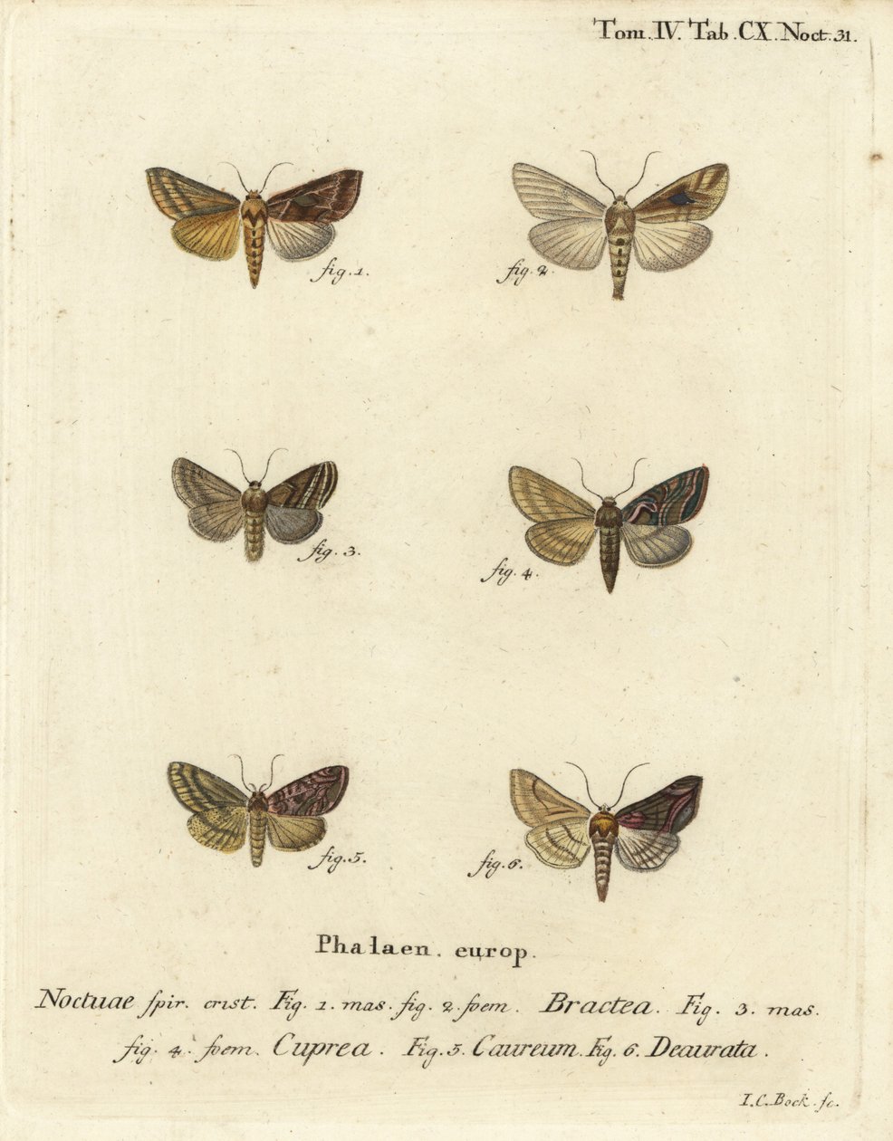 Guldspangle, Autographa bractea 1,2, Euchalcia modestoides 3,4, Lamprotes c-aureum 5 og Panchrysia deaurata 6. Håndfarvet kobberstik af Johann Carl Bock efter Eugenius Johann Christoph Espers Sommerfuglene i illustrationer fra naturen af Johann Carl Bock