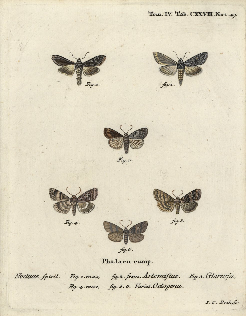 Grøn sølvfarvet haj, Cucullia argentea 1,2, efterårsrustik, Eugnorisma glareosa 4, firser, Tethea ocularis 4-6. Håndkoloreret kobberstik af Johann Carl Bock efter Eugenius Johann Christoph Espers Die Schmetterlinge in Abbildun af Johann Carl Bock