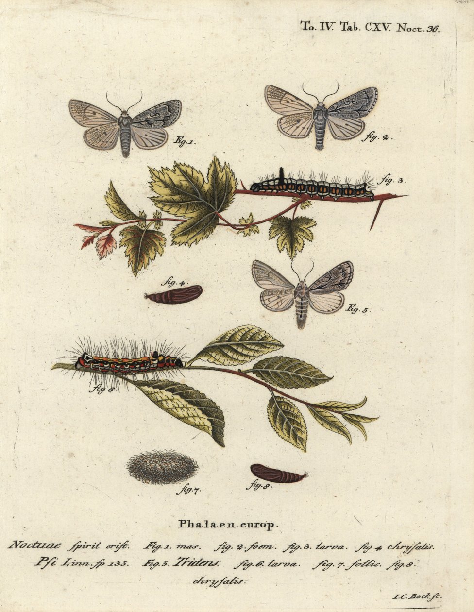 Grå dolk, Acronicta psi 1-4, og mørk dolk, Acronicta tridens 5-8. Håndkoloreret kobberstik af Johann Carl Bock efter Eugenius Johann Christoph Espers Sommerfuglene i illustrationer fra naturen, Erlangen af Johann Carl Bock
