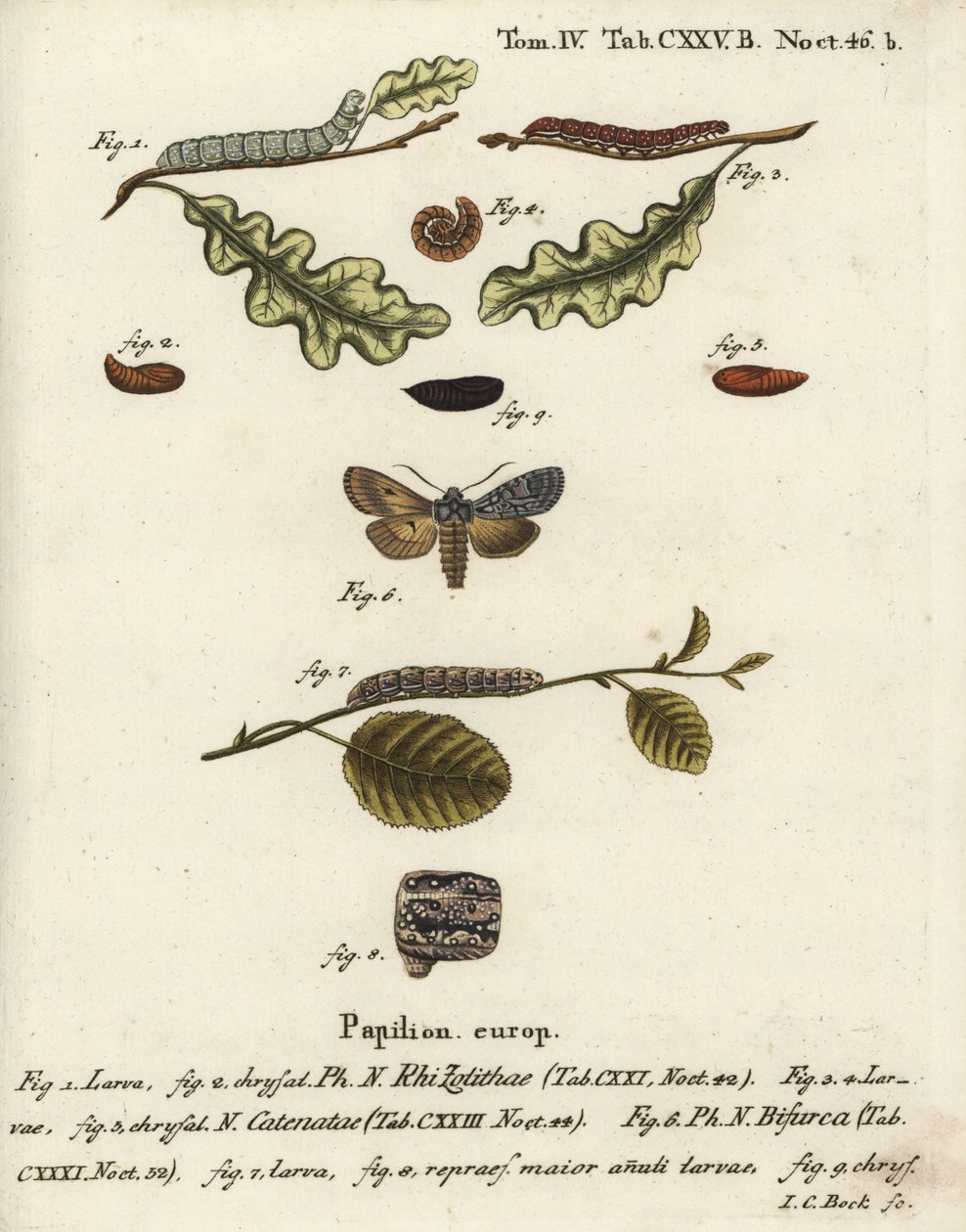 Grå skulderknude, Lithophane ornitopus 1,2, flæseret kastanje, Agrochola helvola 3-5, konform, Lithophane furcifera 6-9. Håndkoloreret kobberstik af Johann Carl Bock efter Eugenius Johann Christoph Espers Die Schmetterlinge in Abbildungen n af Johann Carl Bock