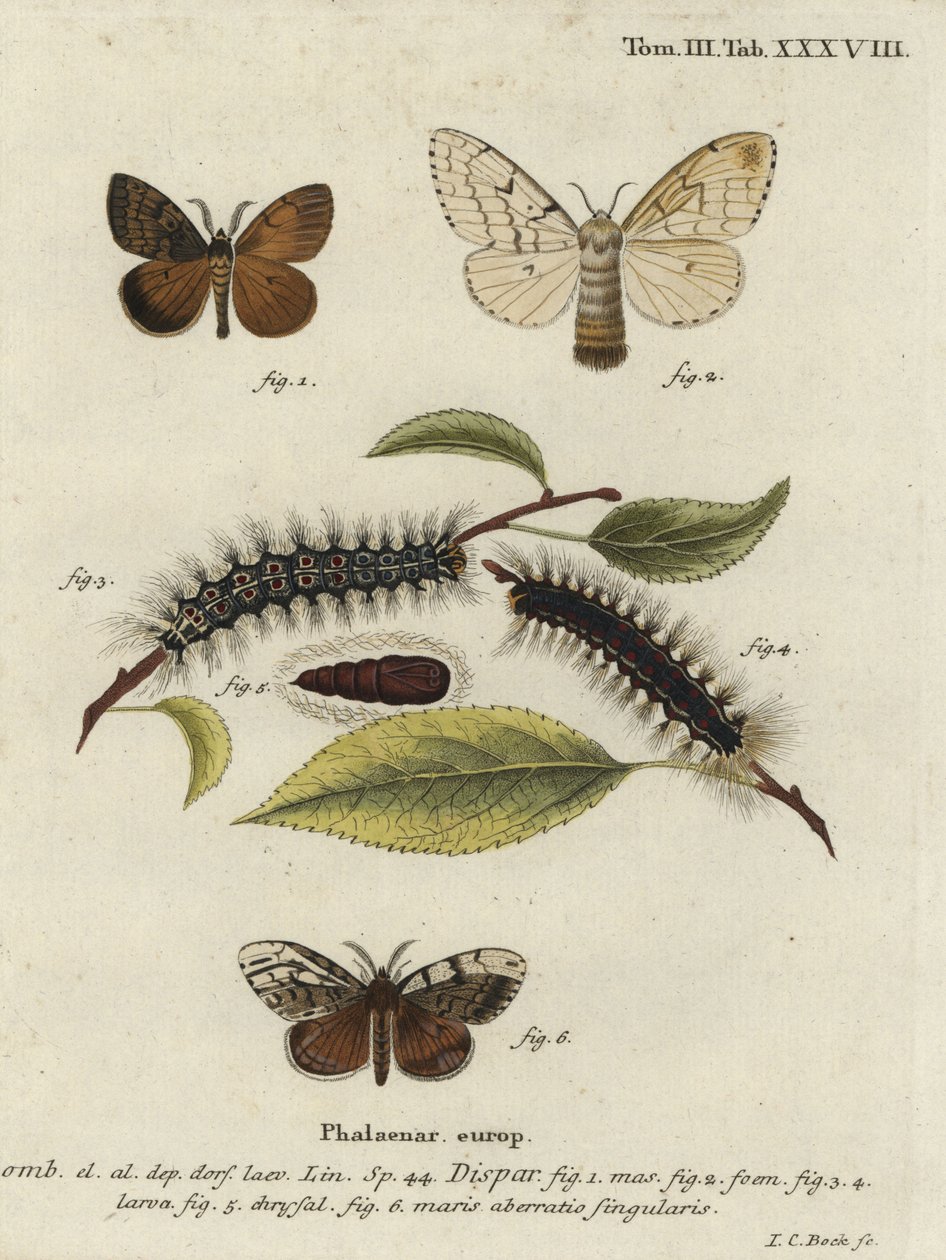 Sigøjnermøl, Lymantria dispar. af Johann Carl Bock