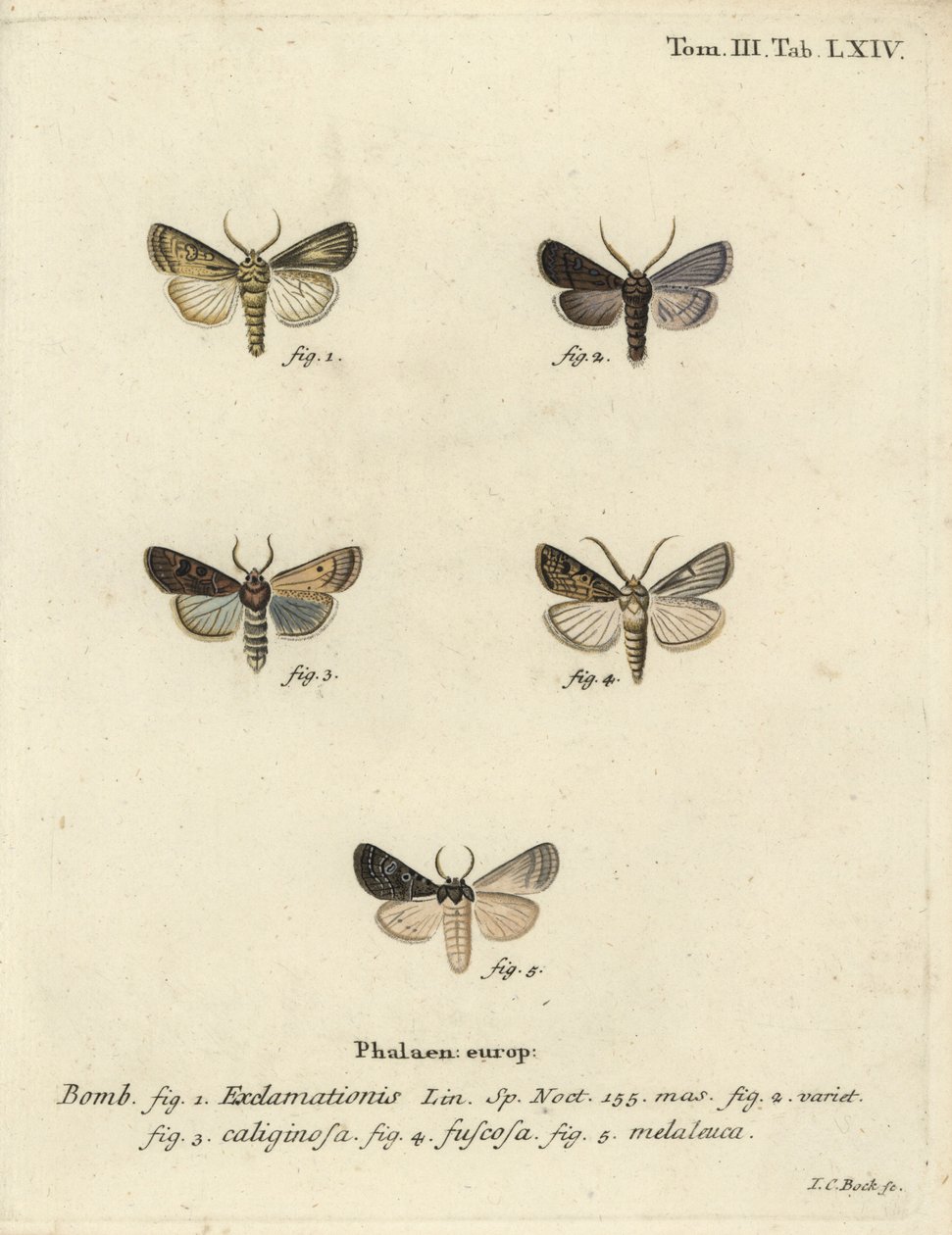 Hjerte- og pilmøl, majroe-møl og sølvsky. af Johann Carl Bock