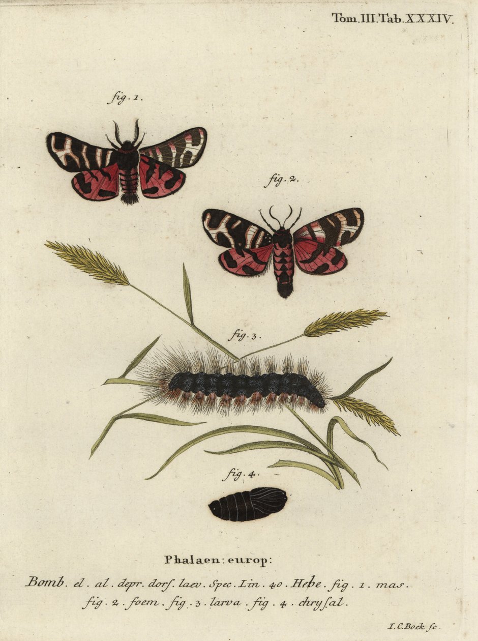 Hebe tiger møl, Arctia festiva. af Johann Carl Bock