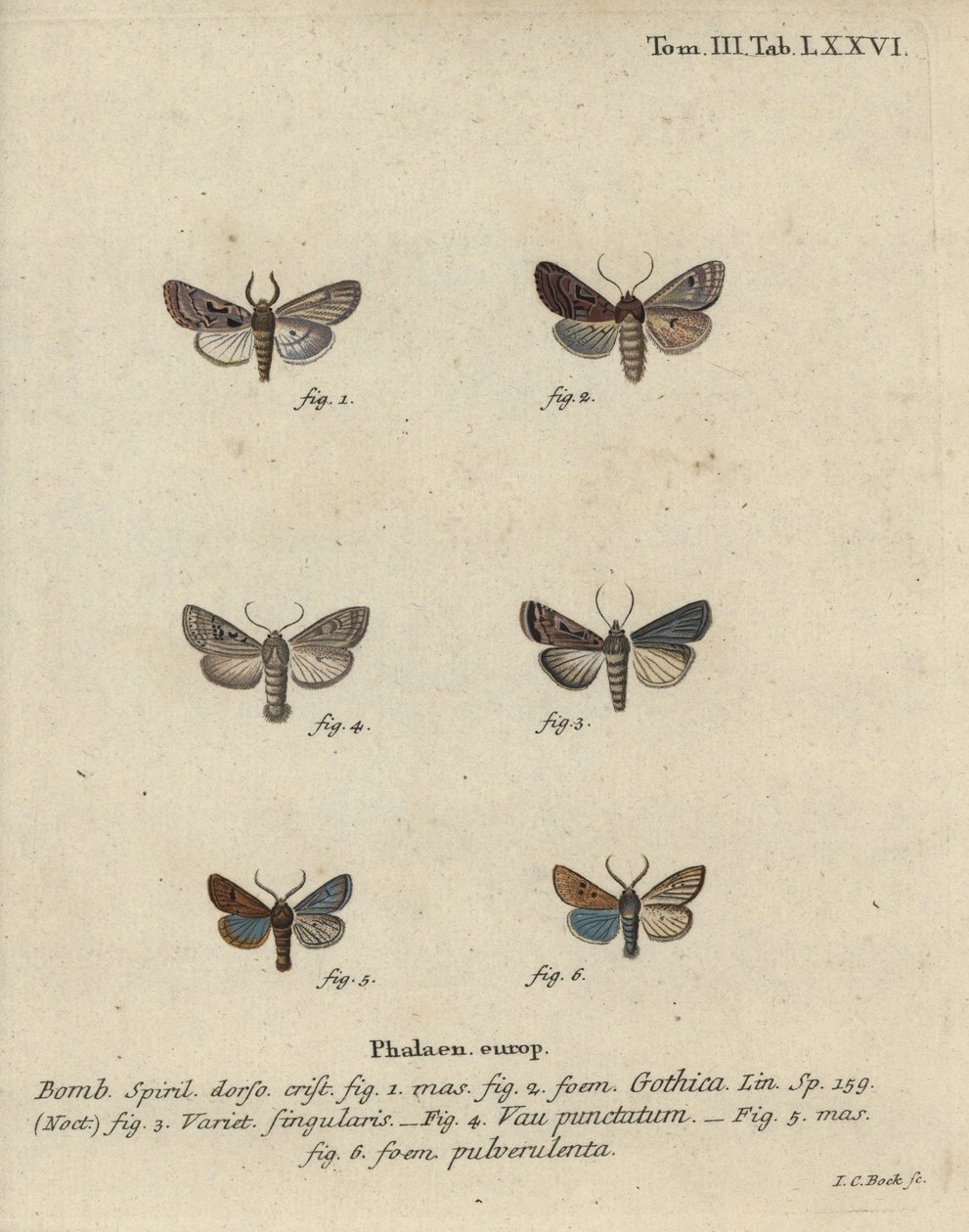 Hebraisk karakter, sort-plet kastanje, lille quaker møl osv. af Johann Carl Bock