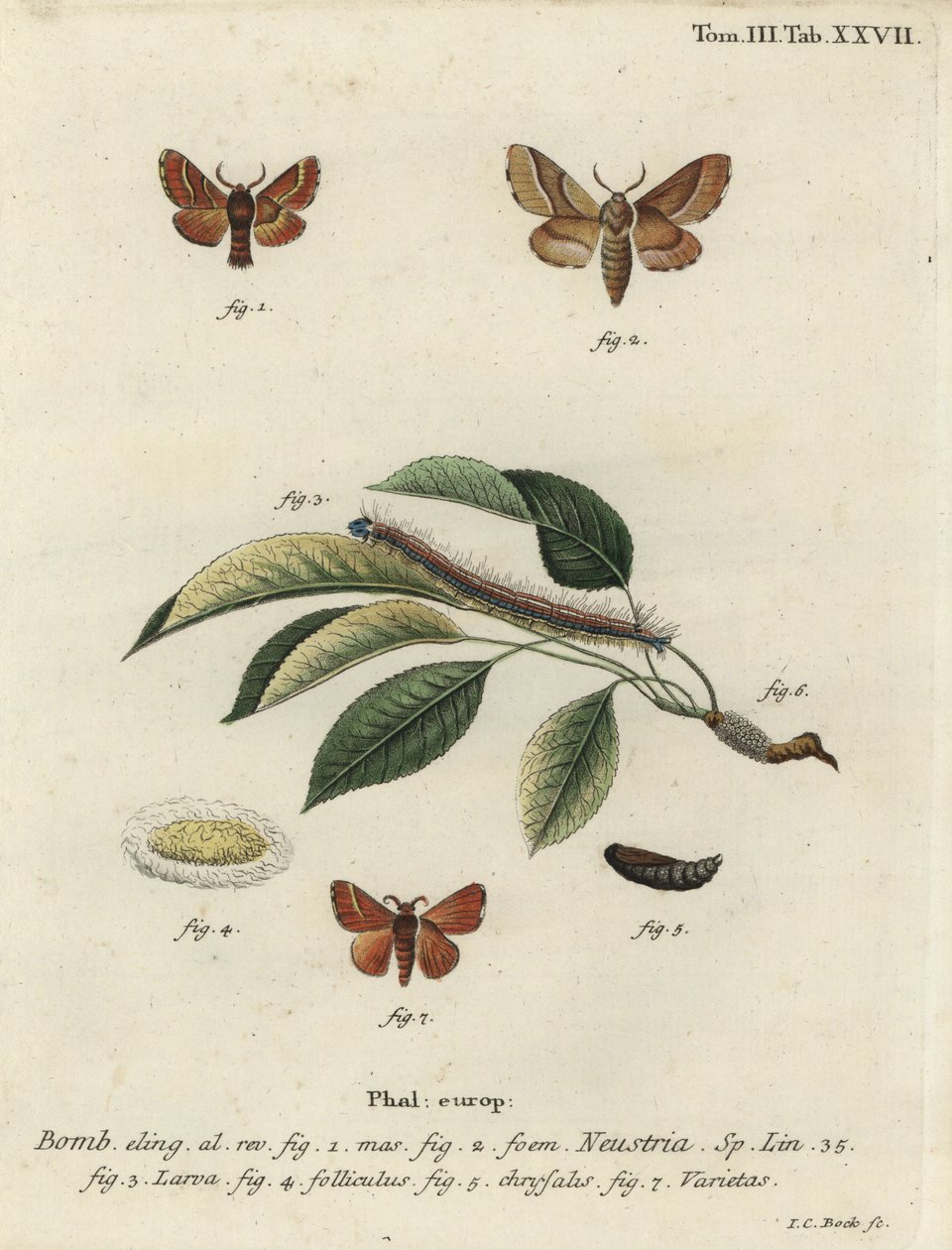 Lakkemøl, Malacosoma neustria. af Johann Carl Bock